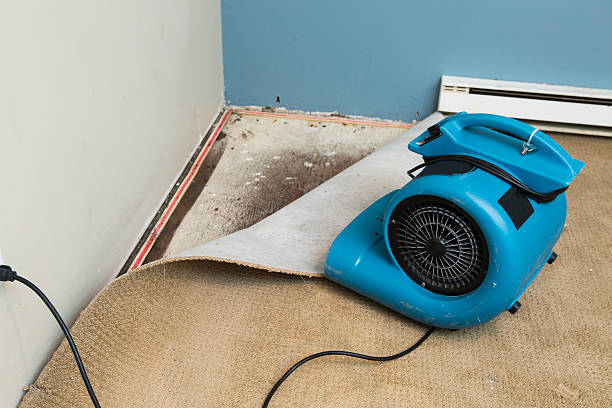 Best Water damage restoration mold remediation  in Lapel, IN